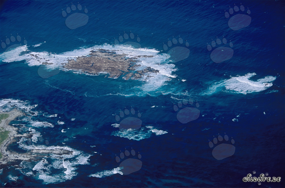 Vue aérienne de l'île Dyer, de Shark Alley et de Geyser Rock en Afrique du Sud