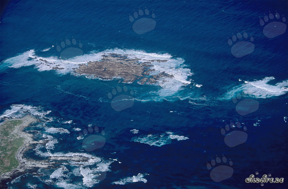 Aerial view of the stunning Dyer Island, Shark Alley, and Geyser Rock in South Africa