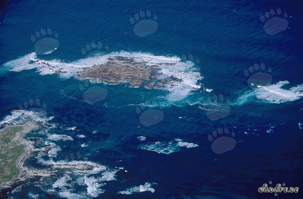 Luftbild der atemberaubenden Dyer Island, Shark Alley und Geyser Rock in Südafrika