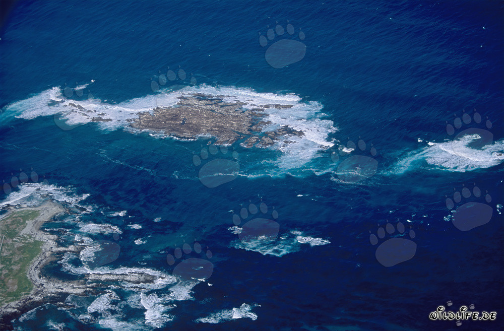 Veduta aerea dell'impressionante isola Dyer, Shark Alley e Geyser Rock in Sudafrica