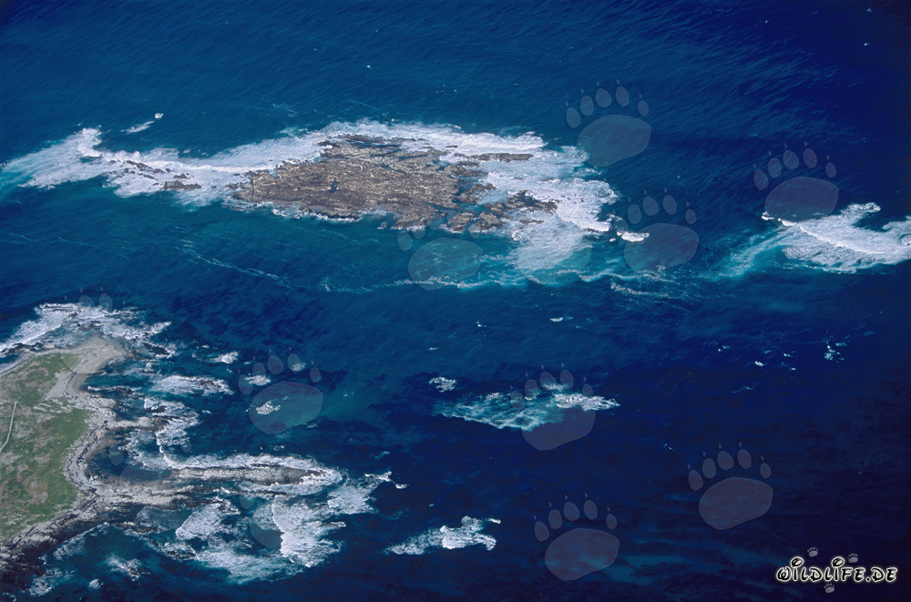 Aerial View of Geyser Rock, Shark Alley and Dyer Island