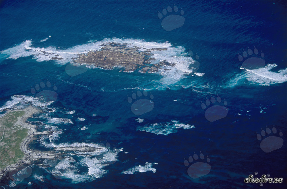 Foto aérea de Geyser Rock, Shark Alley y Dyer Island
