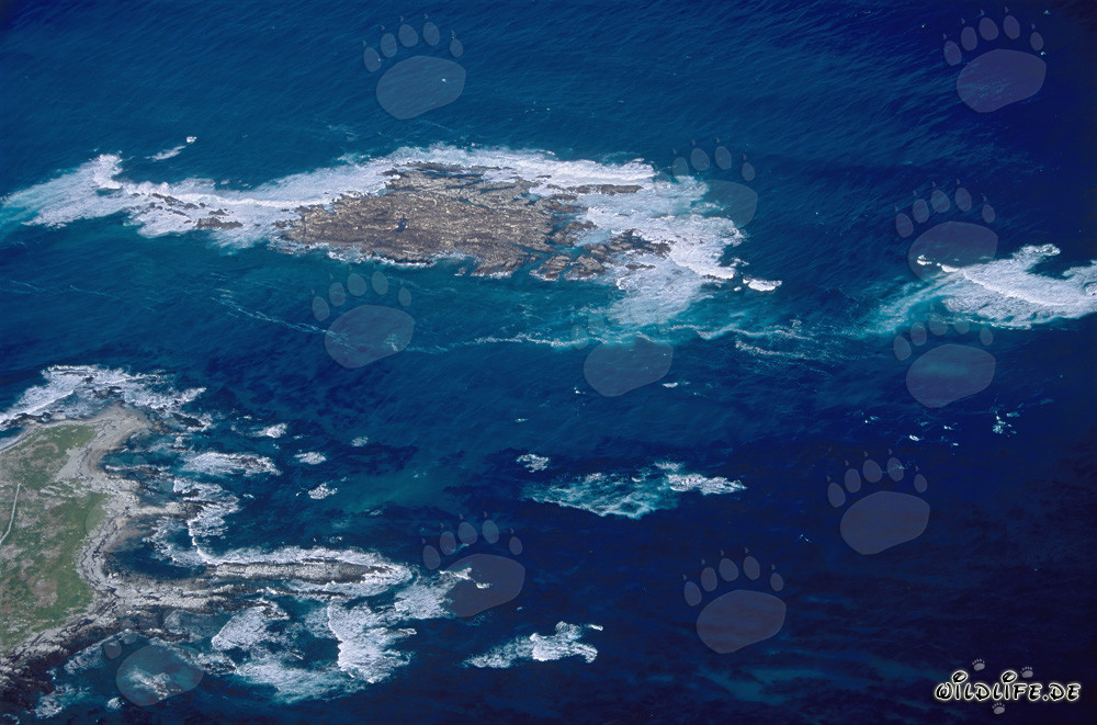 Luftaufnahme von Geyser Rock, Shark Alley und Dyer Island