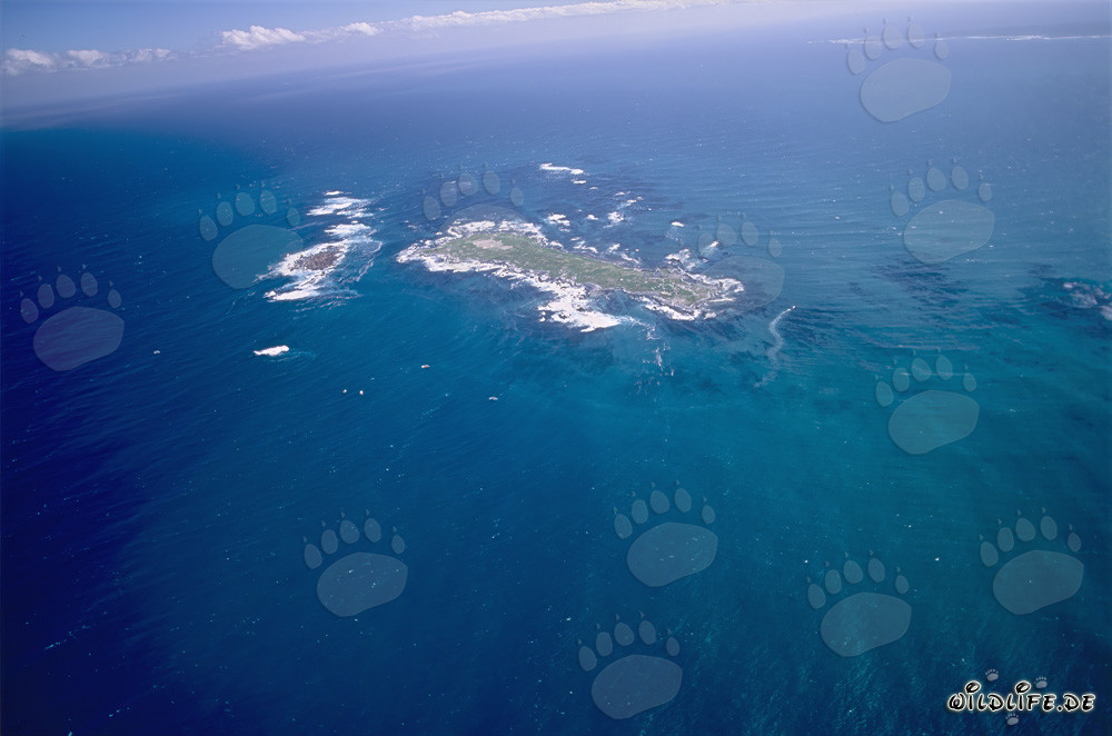Aerial Shot of Dyer Island, Shark Alley, and Geyser Rock