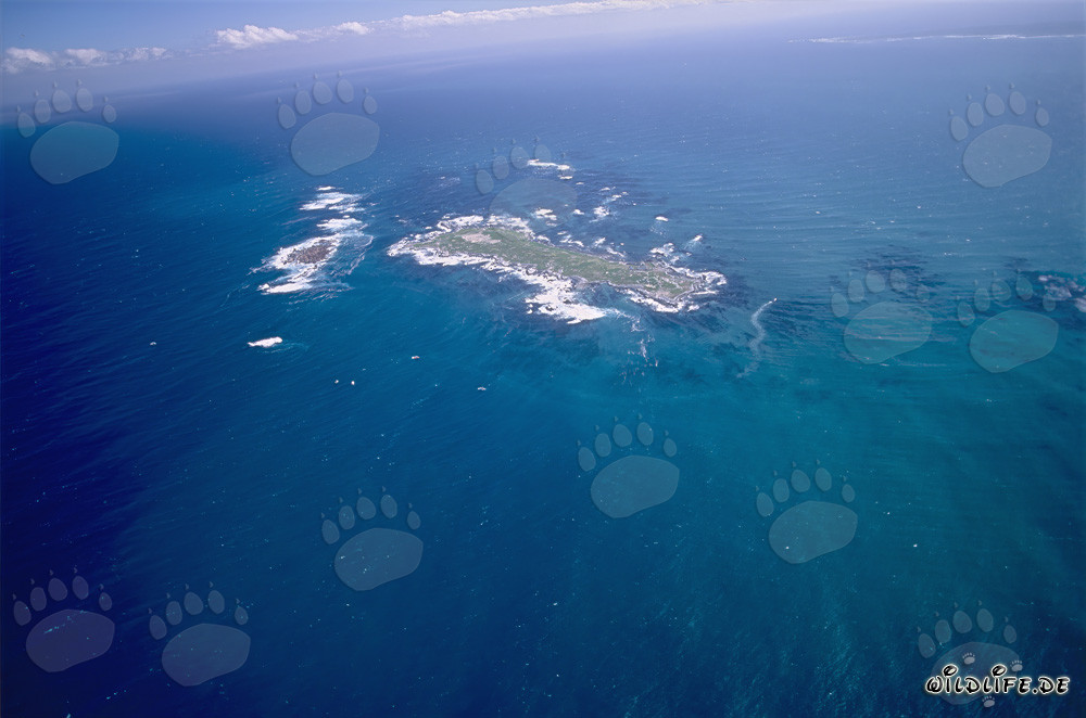 Veduta aerea dell'Isola Dyer, Shark Alley e Geyser Rock