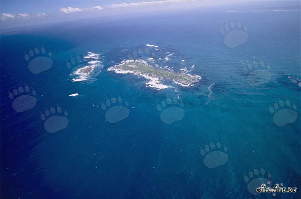 Luftaufnahme von Dyer Island, Shark Alley und Geyser Rock