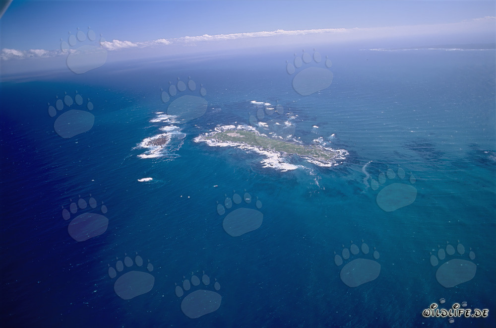 Luftbild von Dyer Island, Shark Alley und Geyser Rock in Südafrika