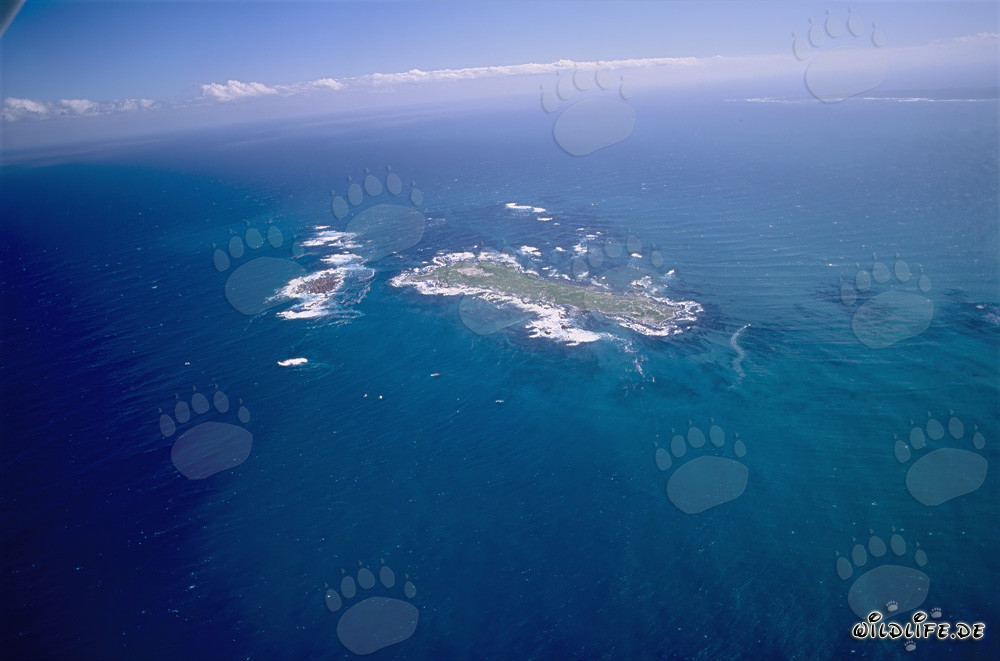 Veduta aerea dell'Isola Dyer, Shark Alley e Geyser Rock in Sudafrica