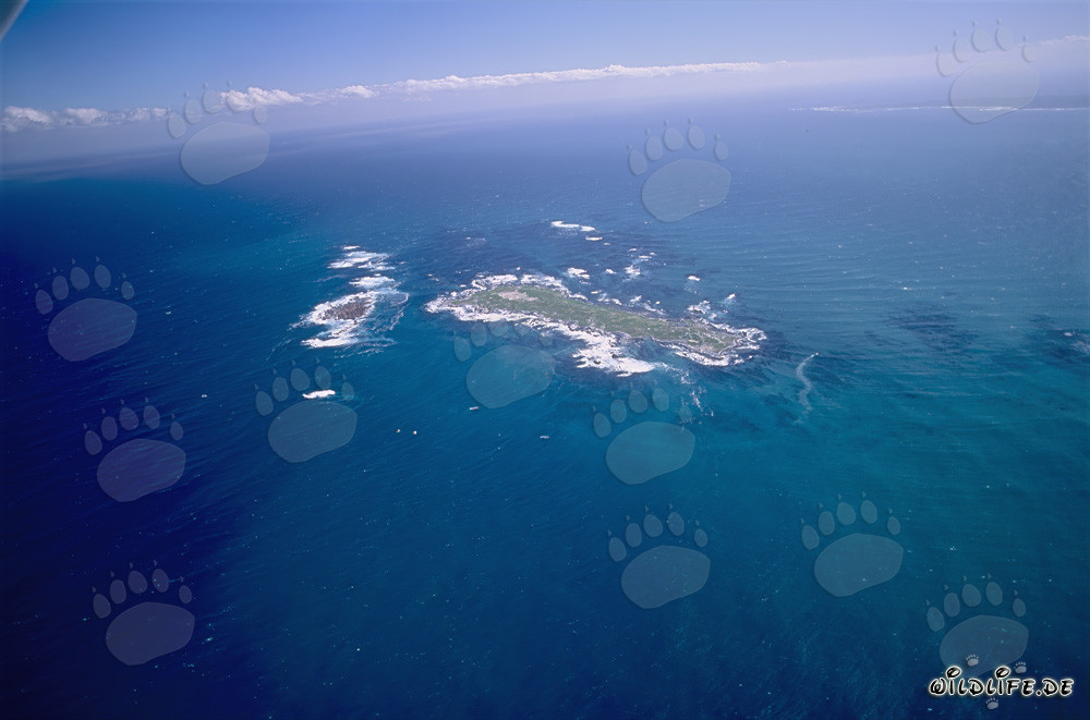 Vista aérea de la Isla Dyer, Shark Alley y Geyser Rock en Sudáfrica