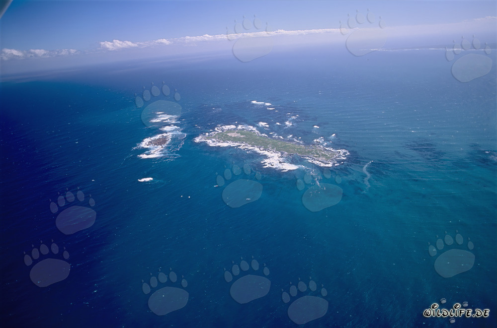 Vue aérienne de l'île de Dyer, Shark Alley et Geyser Rock en Afrique du Sud