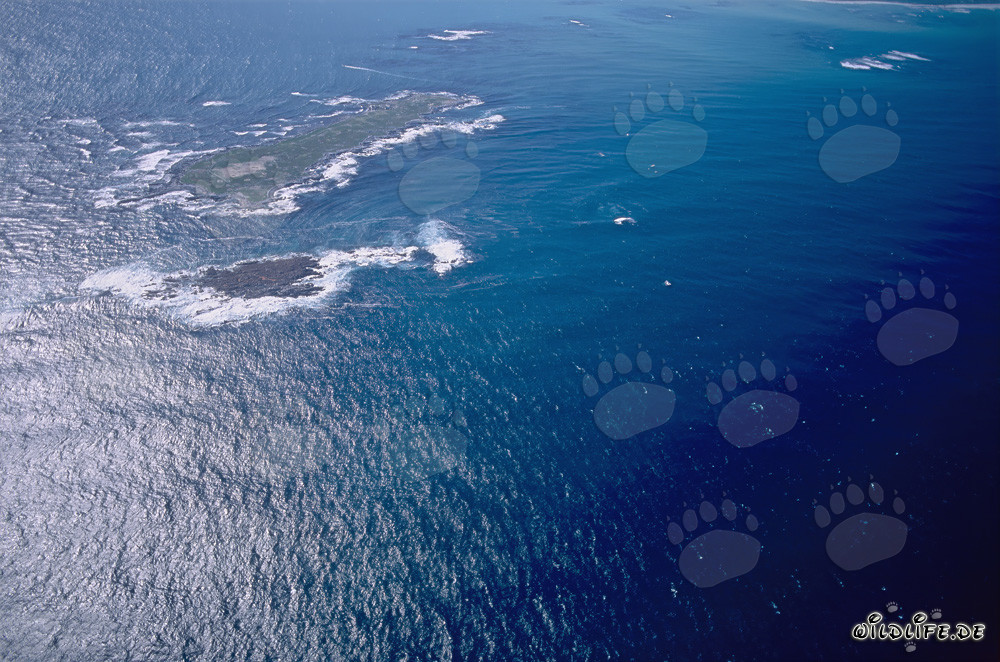 Aerial View of Dyer Island, Shark Alley, and Geyser Rock in South Africa