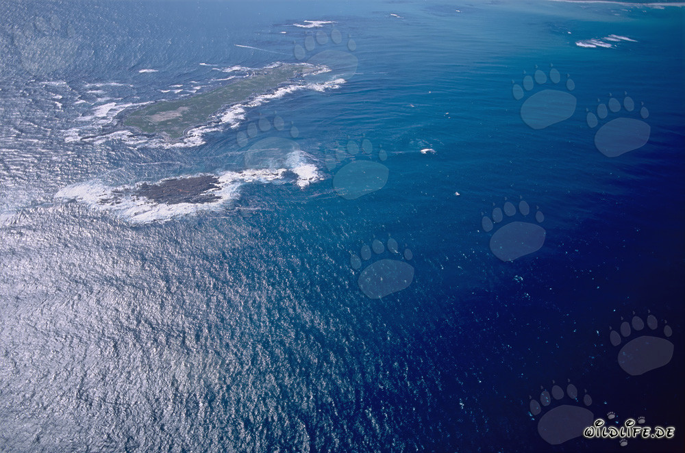 Luftbild von Dyer Island, Shark Alley und Geyser Rock in Südafrika