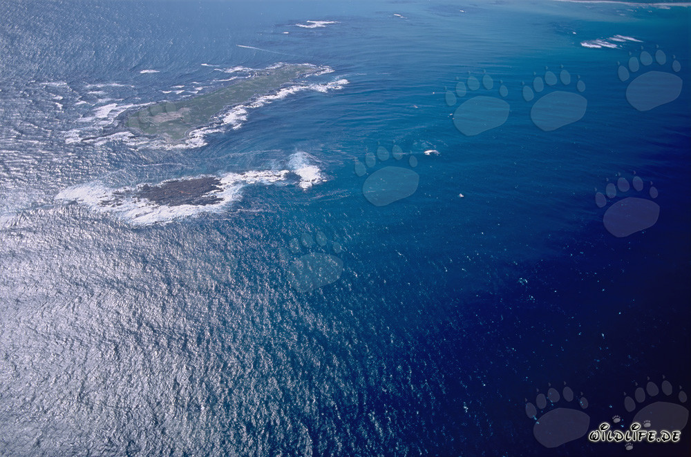 Veduta aerea dell'Isola Dyer, Shark Alley e Geyser Rock in Sudafrica