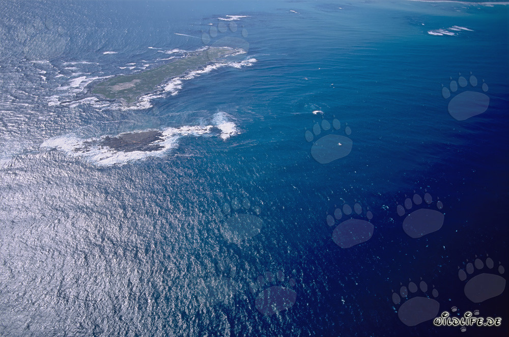 Vista aérea de la Isla Dyer, Shark Alley y Geyser Rock en Sudáfrica
