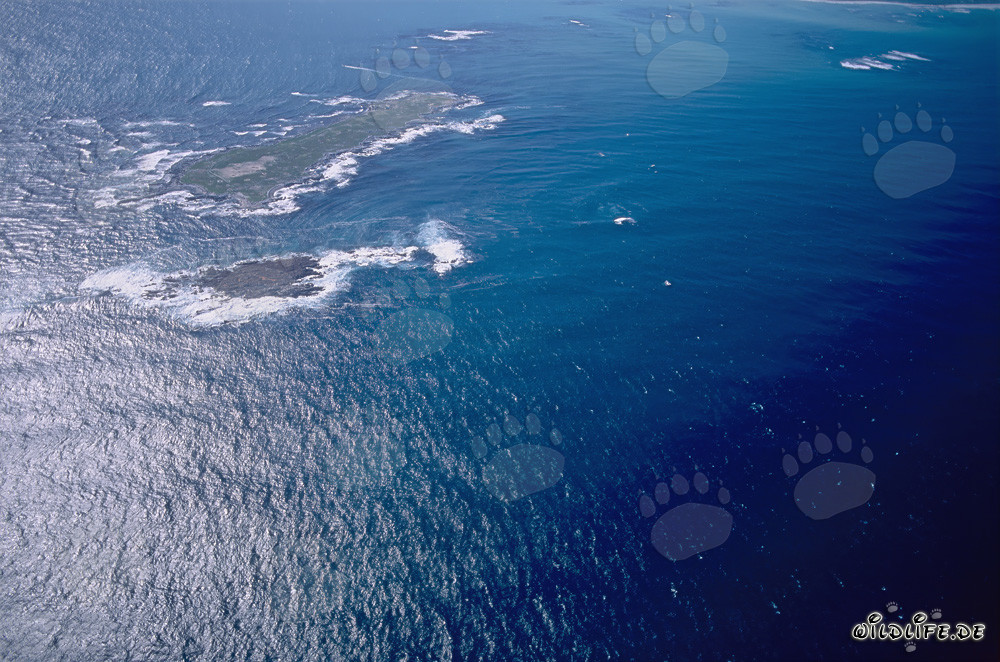 Vue aérienne de l'île Dyer, Shark Alley et Geyser Rock en Afrique du Sud