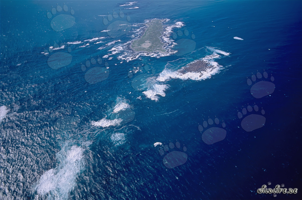 Aerial view of Dyer Island, Shark Alley, and Geyser Rock in South Africa