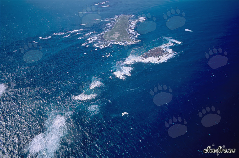 Luftbild von Dyer Island, Shark Alley und Geyser Rock in Südafrika