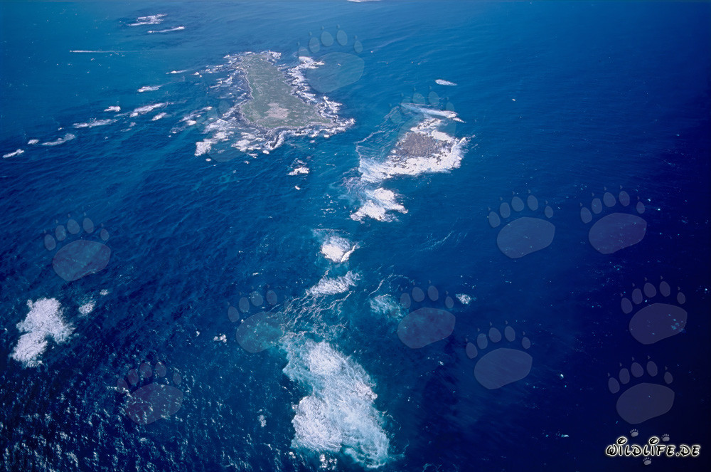 Aerial Shot of Dyer Island, Shark Alley, and Geyser Rock in South Africa