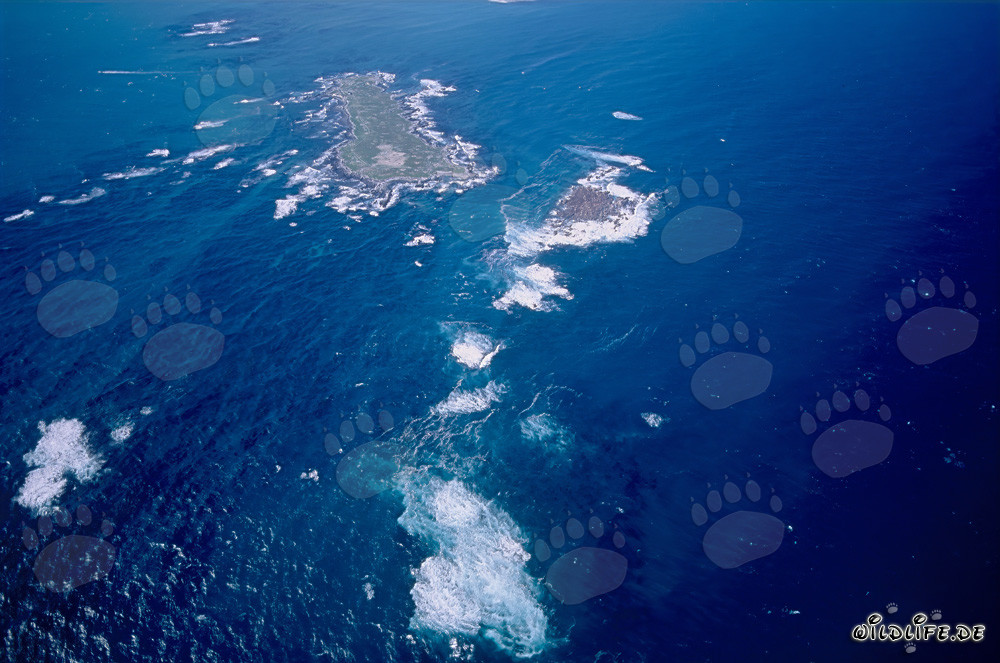 Luftaufnahme von Dyer Island, Shark Alley und Geyser Rock in Südafrika