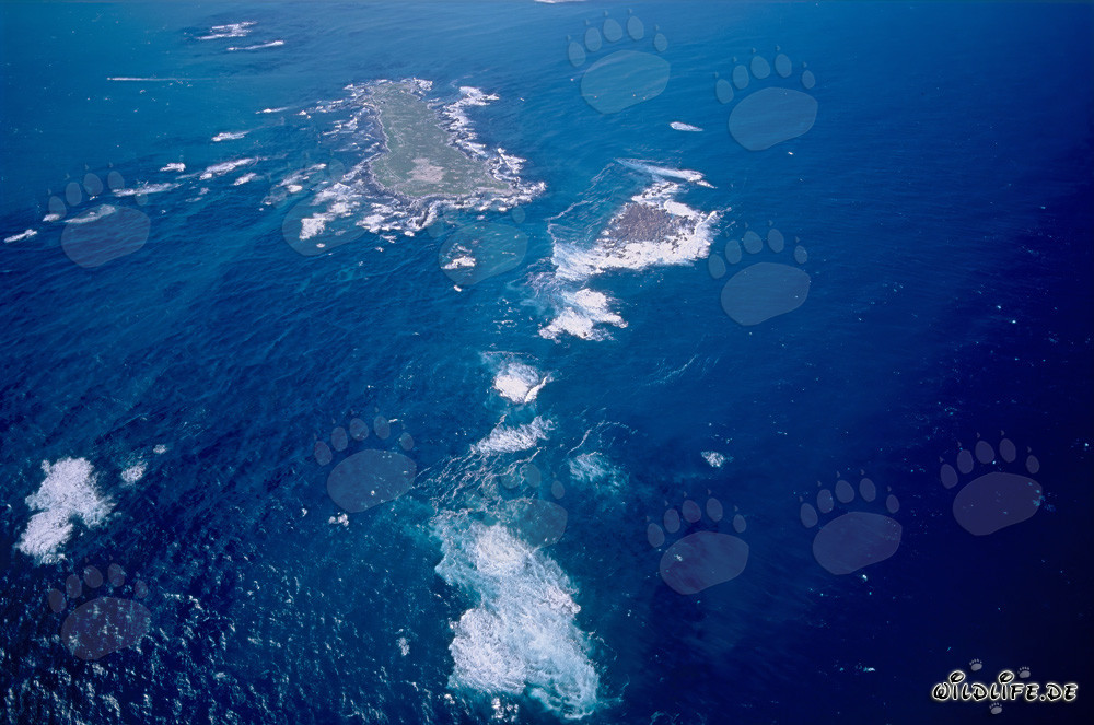Veduta aerea dell'Isola Dyer, Shark Alley e Geyser Rock in Sudafrica