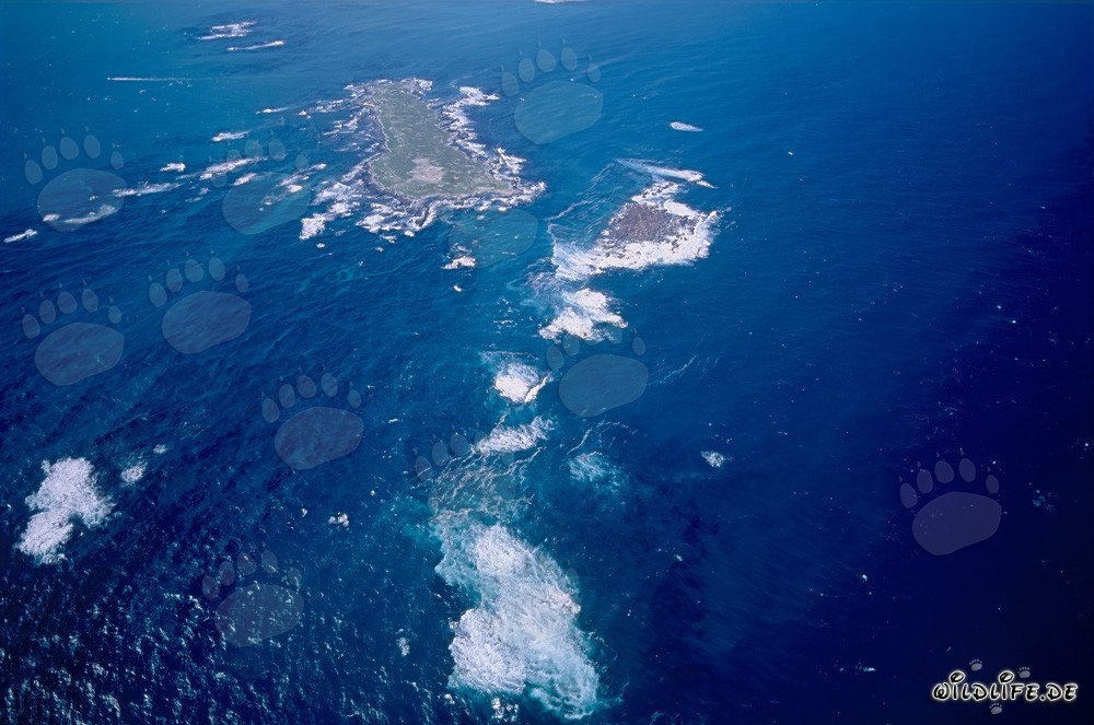 Vista aérea de la Isla Dyer, Shark Alley y Geyser Rock en Sudáfrica