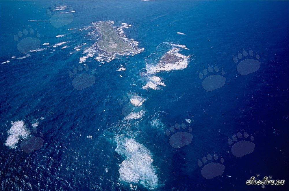 Vue aérienne de l'île Dyer, de Shark Alley et de Geyser Rock en Afrique du Sud