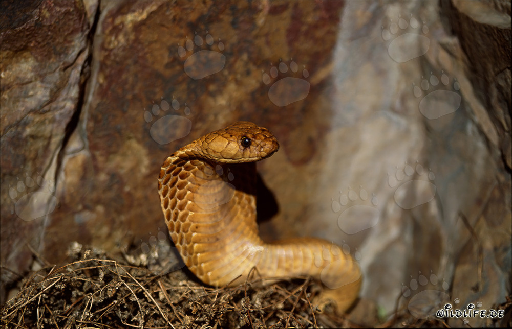 Affascinante Cobra del Capo scoperta nel soleggiato Fynbos di Overberg