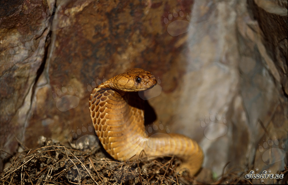 Fascinante Cobra del Cabo descubierta en el soleado Fynbos de Overberg