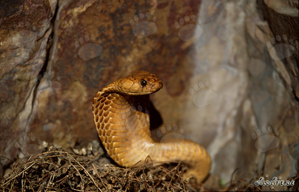 Cobra du Cap fascinante découverte dans le Fynbos ensoleillé d'Overberg