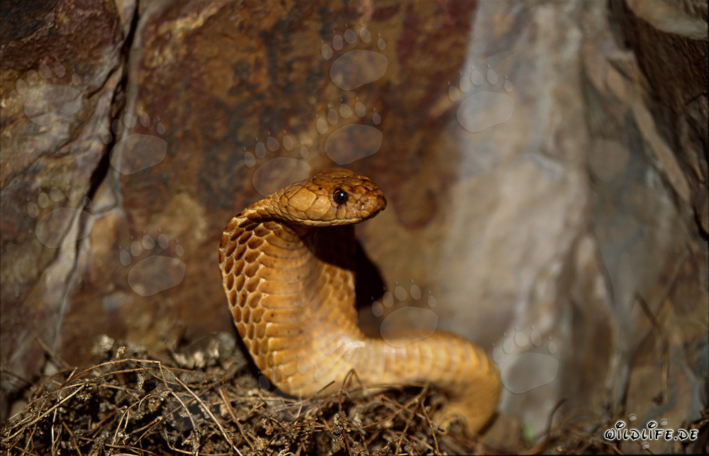 Fascinating Cape Cobra spotted in the sunny Overberg Fynbos