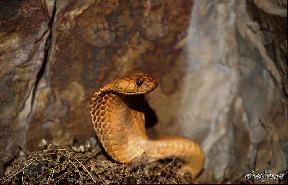 Cobra del Cabo en las montañas de Gansbaai
