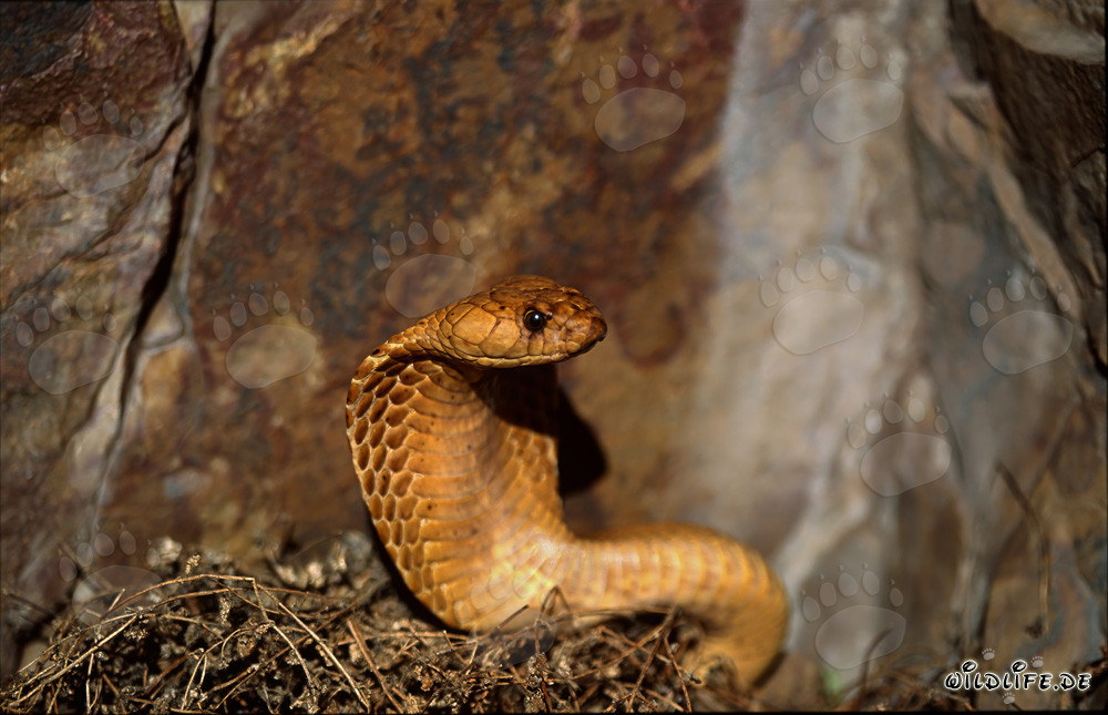 Cobras du Cap dans les montagnes de Gansbaai
