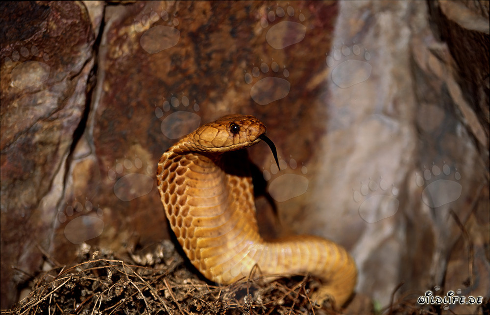 Cape Cobra in the Sunlight