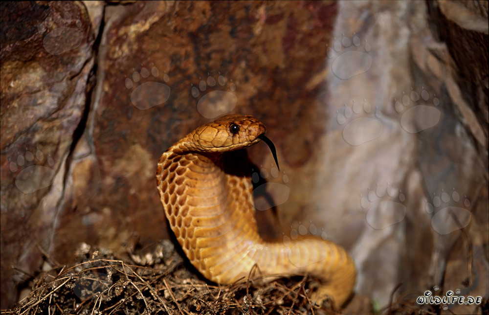 Cobra del Cabo rayada bajo la luz del sol
