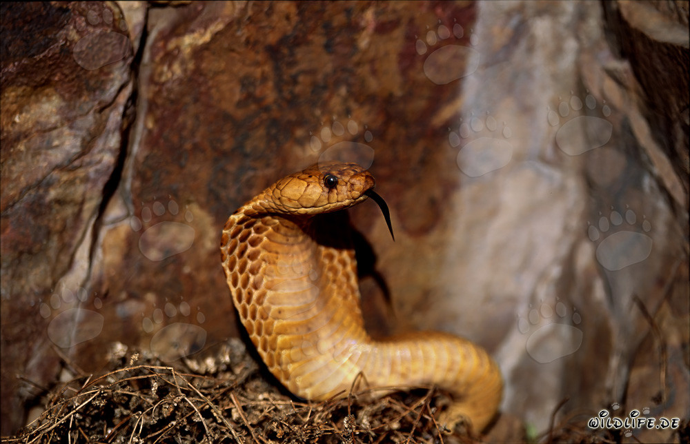 Cobra du Cap zébrée sous la lumière du soleil
