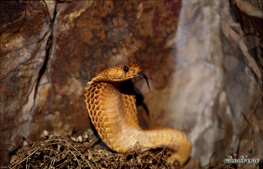 Cobra del Capo striata alla luce del sole