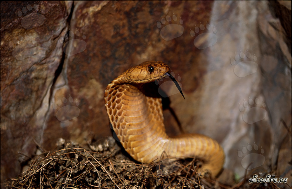 La Cobra dorada del Cabo muestra un imponente comportamiento amenazador