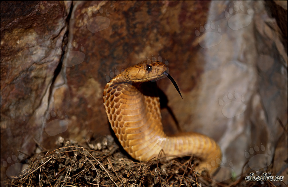 La Cobra dorata del Capo mostra un imponente comportamento minaccioso