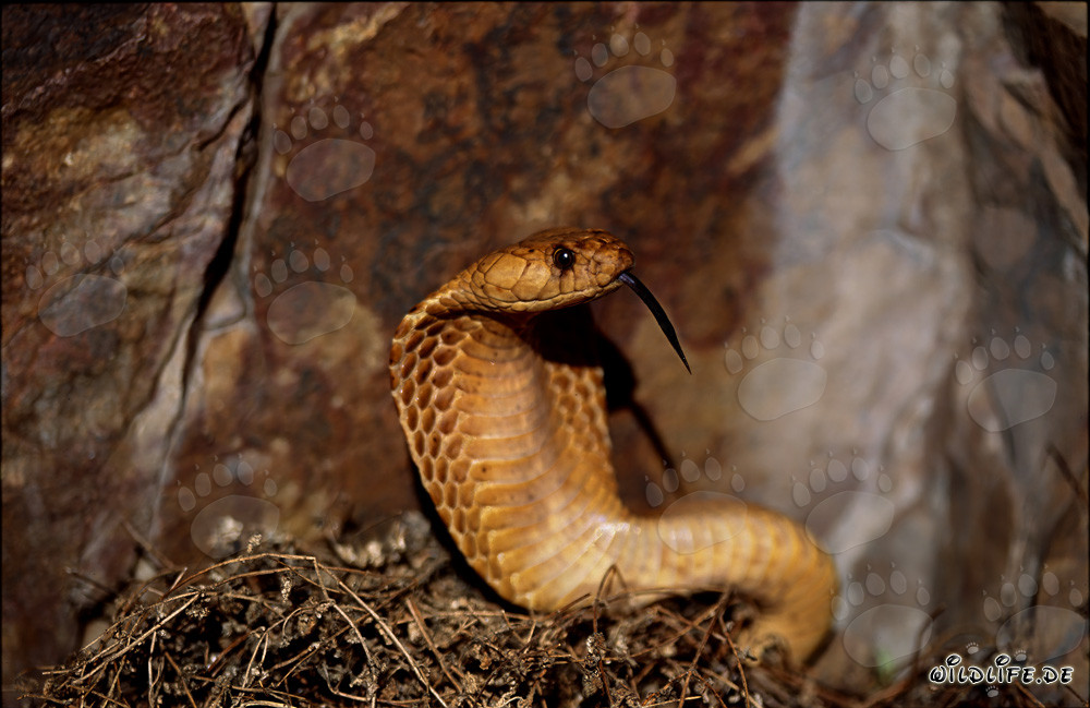 La Cobra dorée du Cap montre un comportement menaçant imposant