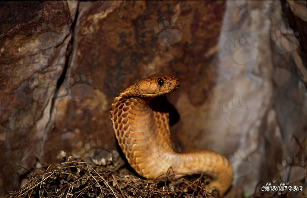 Impressive Cape Cobra displaying its spread hood in the Gansbaai Mountains, South Africa