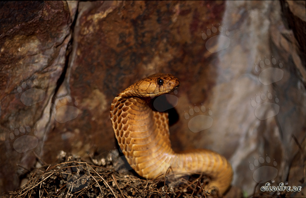 Imponente cobra del Capo con posizione dello scudo aperta sulle montagne di Gansbaai, Sudafrica
