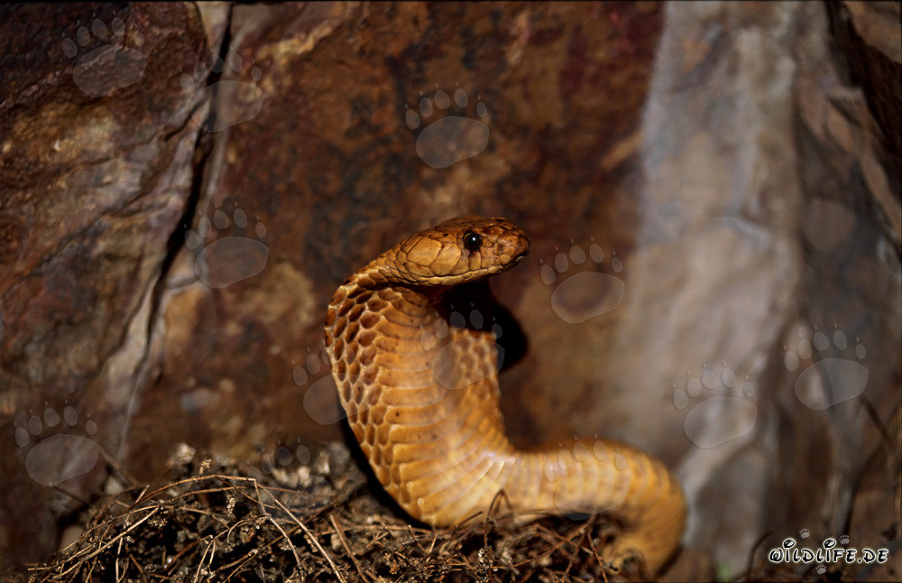 Impressionnant cobra du Cap avec une posture de bouclier écartée dans les montagnes de Gansbaai, Afrique du Sud