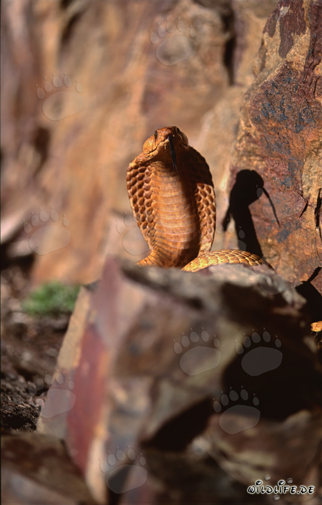 Cobra del Cabo en una roca