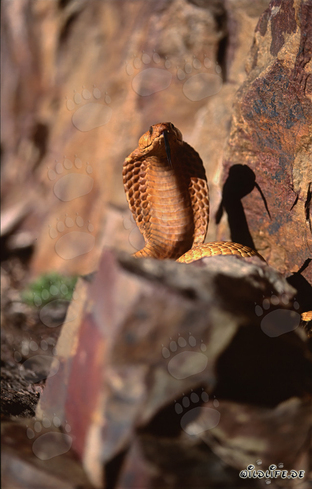 Cobra del Capo su una roccia