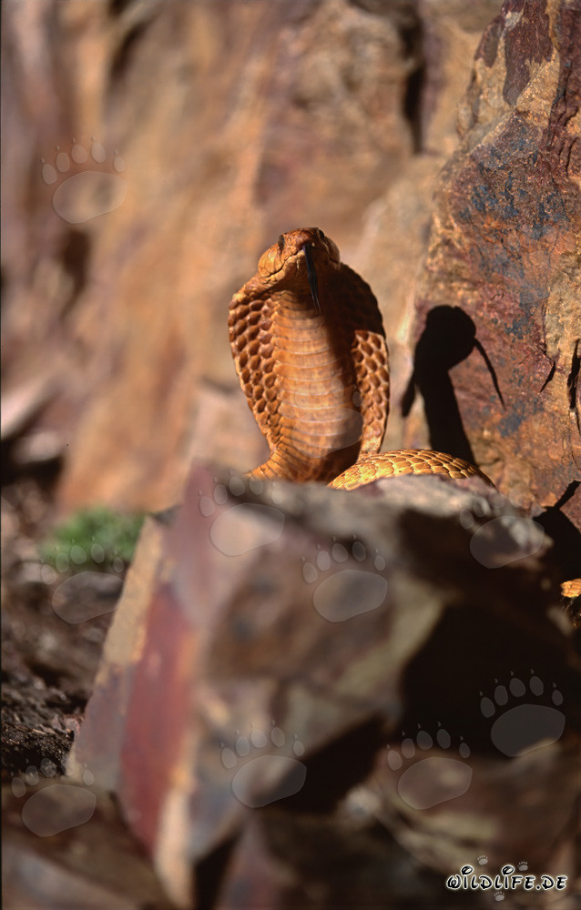 Cobras du Cap sur un rocher