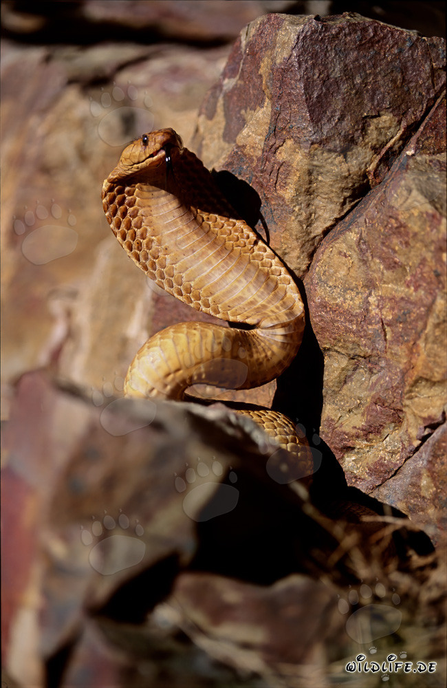 Imposing threatening behavior of the Cape Cobra in the Gansbaai Mountains, South Africa