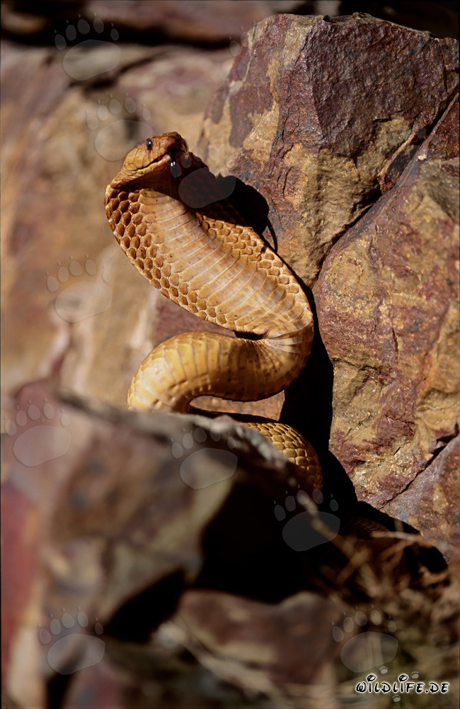 Comportamento minaccioso imponente del cobra del Capo nelle montagne di Gansbaai, Sudafrica