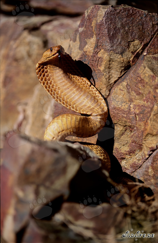 Comportement menaçant imposant du cobra du Cap dans les montagnes de Gansbaai, Afrique du Sud