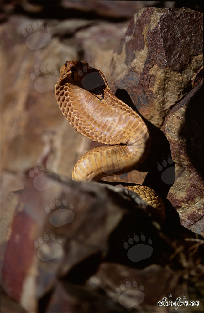 Cape Cobra in the inaccessible rocks of the Western Cape: A dangerous beauty