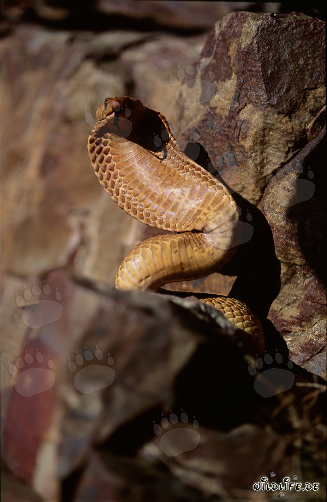 Kapkobra en las rocas inaccesibles del Cabo Occidental: Una belleza peligrosa